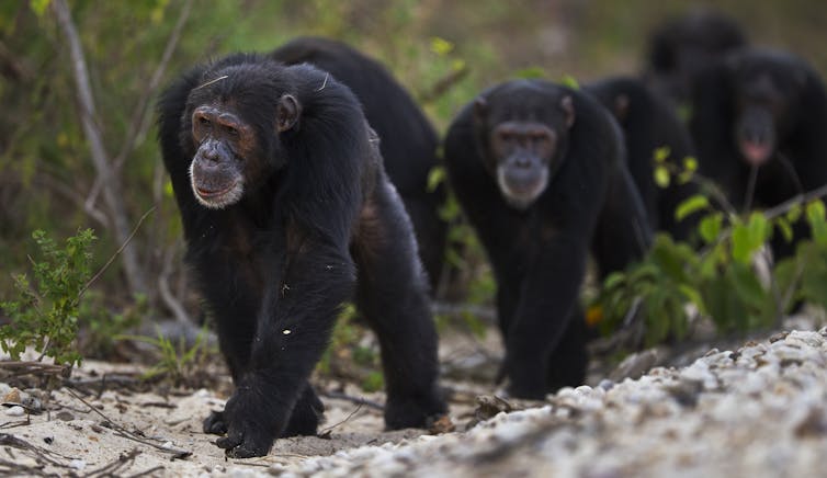 several chimpanzees walking in a loose line following each other